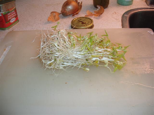 Christopher Greaves BEANSPROUTS_GEDC0248.JPG