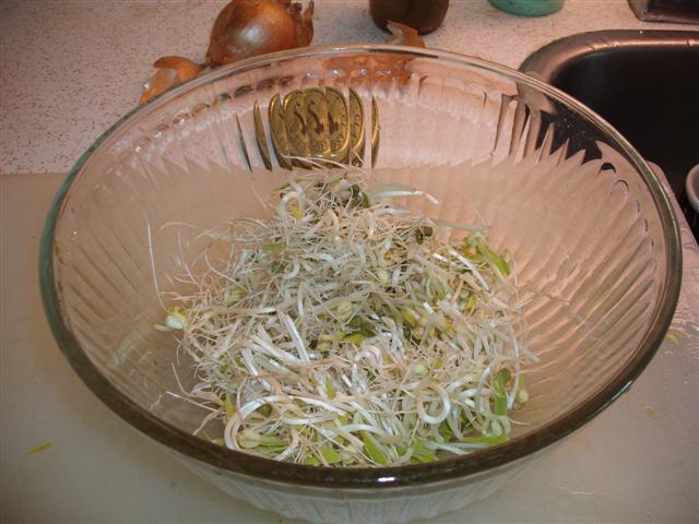 Christopher Greaves BEANSPROUTS_GEDC0249.JPG