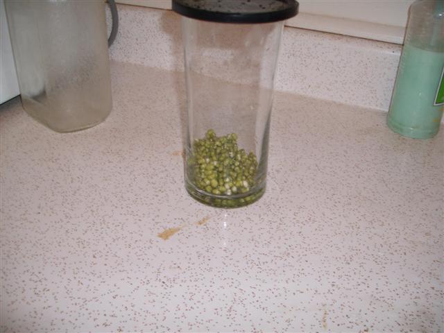Christopher Greaves BEANSPROUTS_GEDC0651.JPG