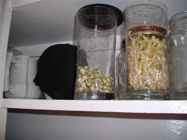 Christopher Greaves BEANSPROUTS_GEDC0670.JPG