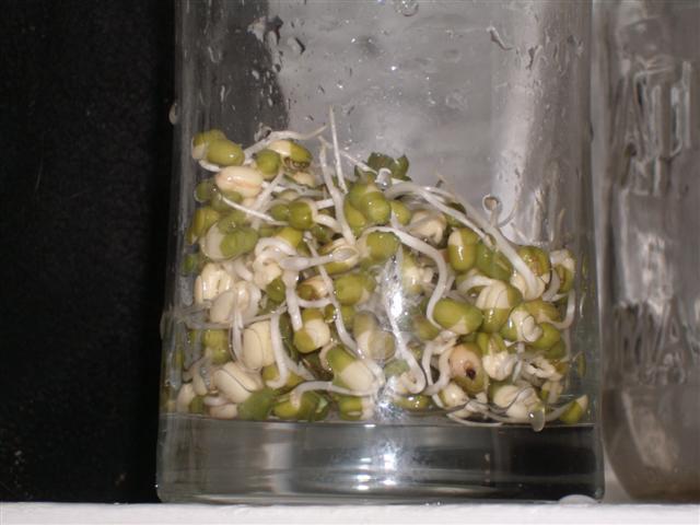 Christopher Greaves BEANSPROUTS_GEDC0671.JPG