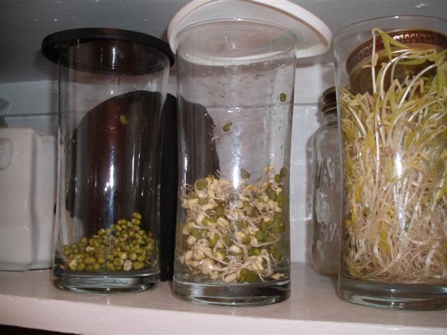 Christopher Greaves BEANSPROUTS_GEDC0675.JPG