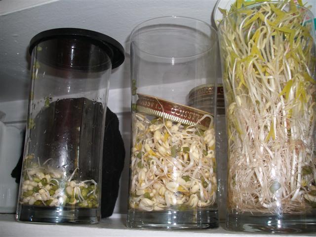 Christopher Greaves BEANSPROUTS_GEDC0680.JPG