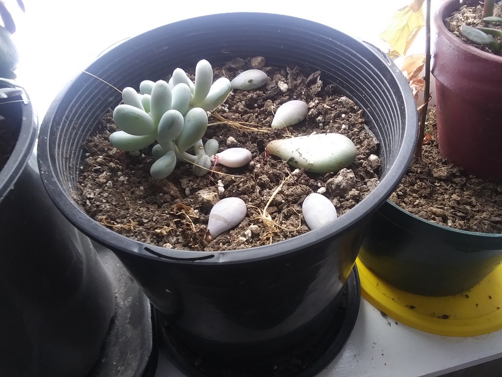 Christopher Greaves Diary_20240127_102721.jpg