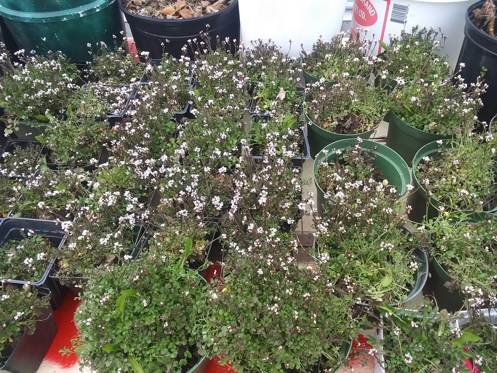 Christopher Greaves Diary_20240507_101338.jpg