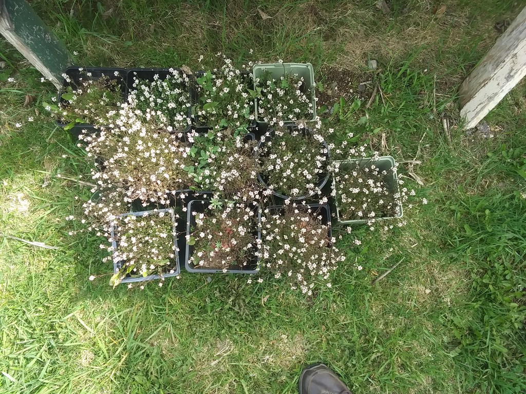 Christopher Greaves Diary_20240521_160721.jpg