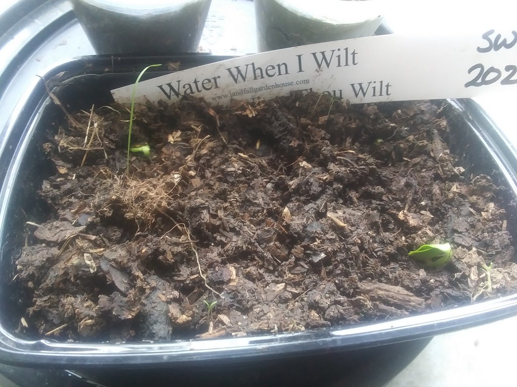 Christopher Greaves Diary_20240525_123159.jpg