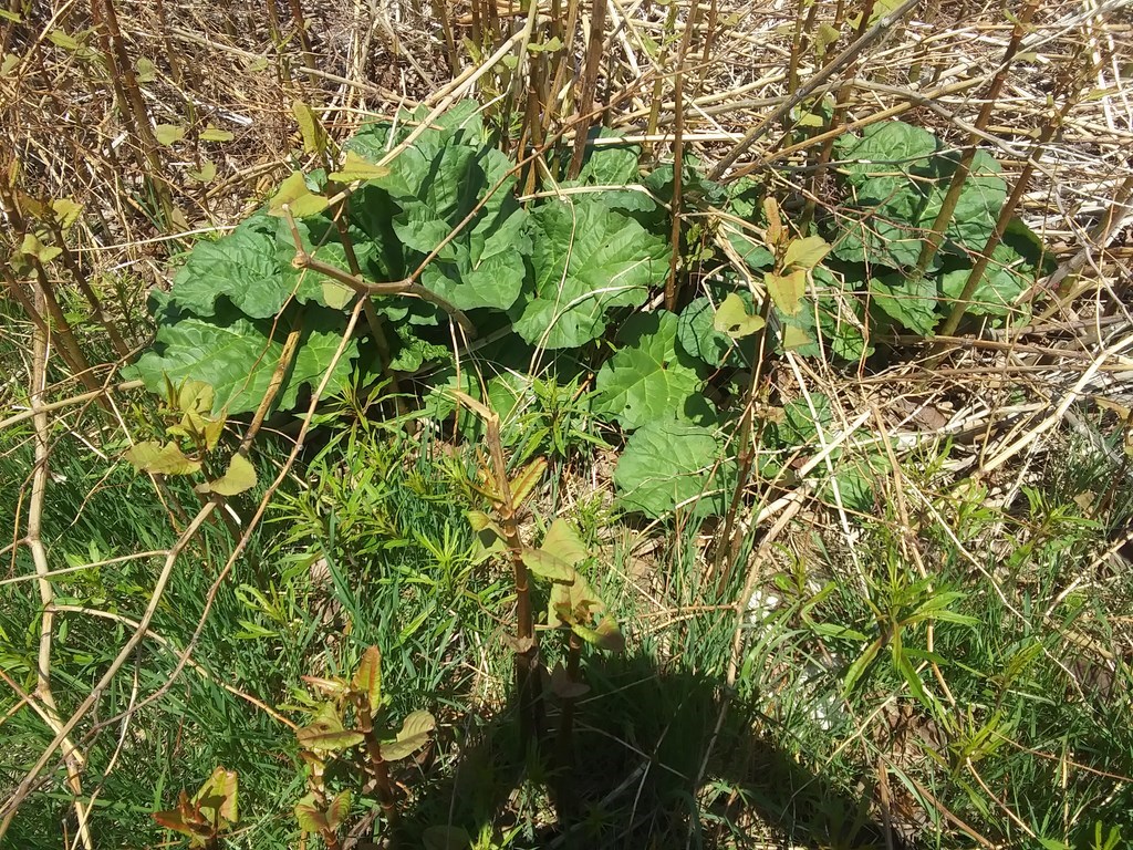 Christopher Greaves Diary_20240527_132925.jpg