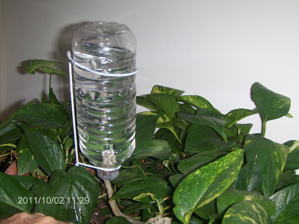 Christopher Greaves WaterBottleDripFeeders_HPIM4258.JPG