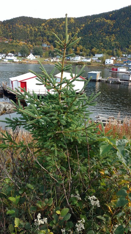 Christopher Greaves Nfld_IMG_20171009_122259359.jpg