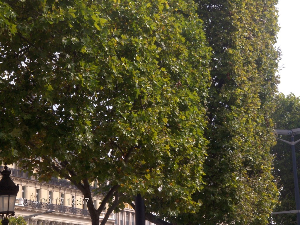 Christopher Greaves Paris_HPIM7982.JPG