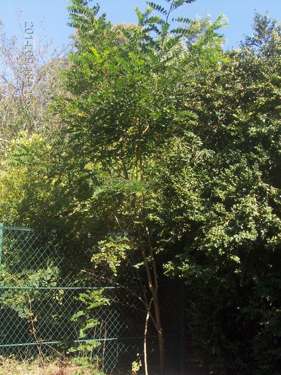 Christopher Greaves Paris_HPIM8055.JPG