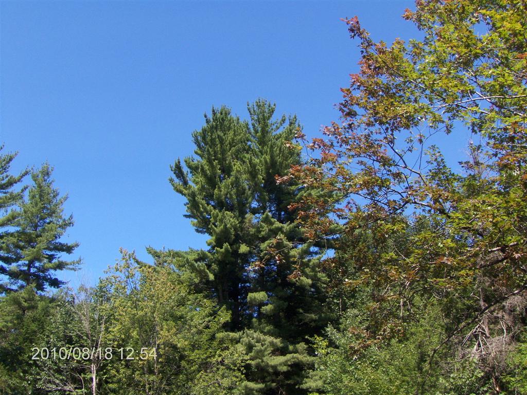 Christopher Greaves SparrowLakeDrive_HPIM2752.JPG