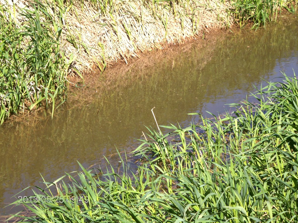 Christopher Greaves MinesingWetlands_HPIM5726.JPG