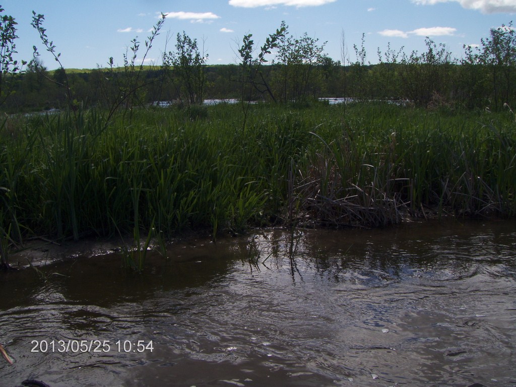 Christopher Greaves MinesingWetlands_HPIM5731.JPG