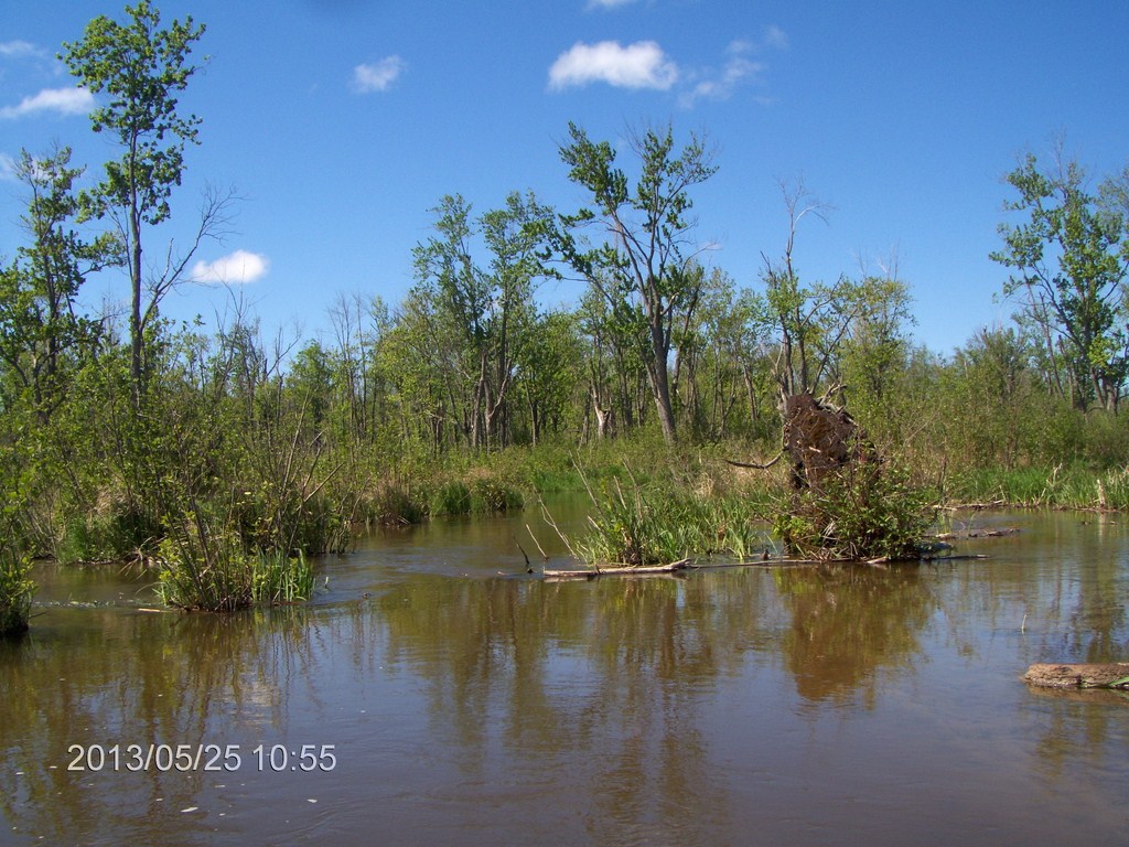 Christopher Greaves MinesingWetlands_HPIM5733.JPG