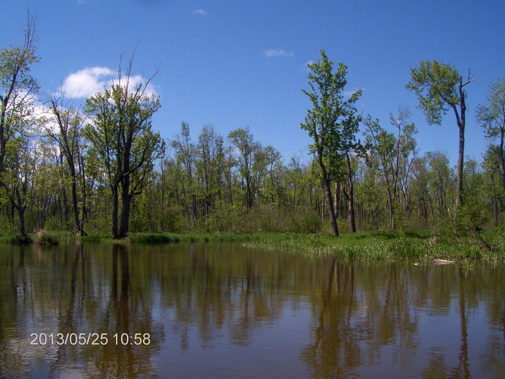 Christopher Greaves MinesingWetlands_HPIM5735.JPG