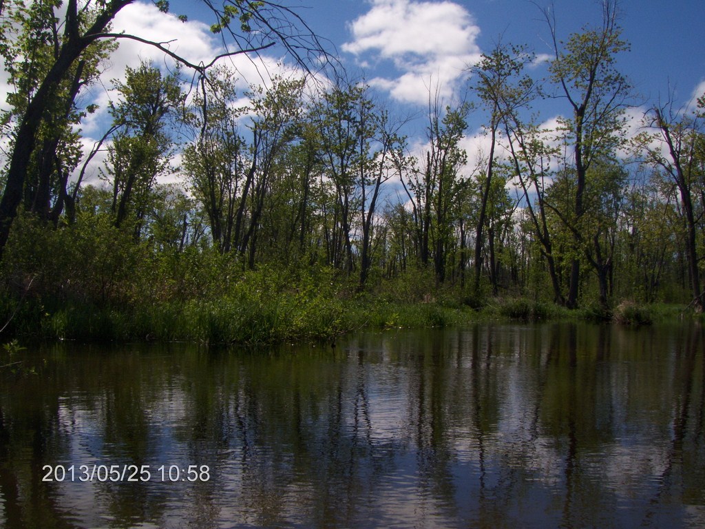 Christopher Greaves MinesingWetlands_HPIM5736.JPG