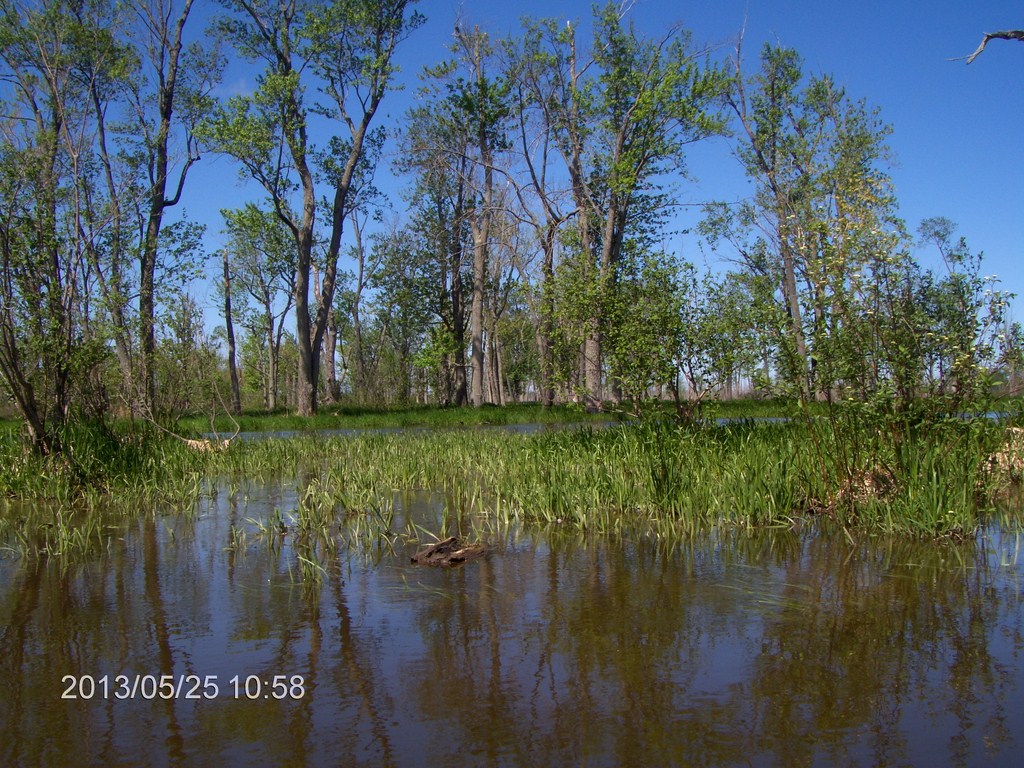 Christopher Greaves MinesingWetlands_HPIM5737.JPG