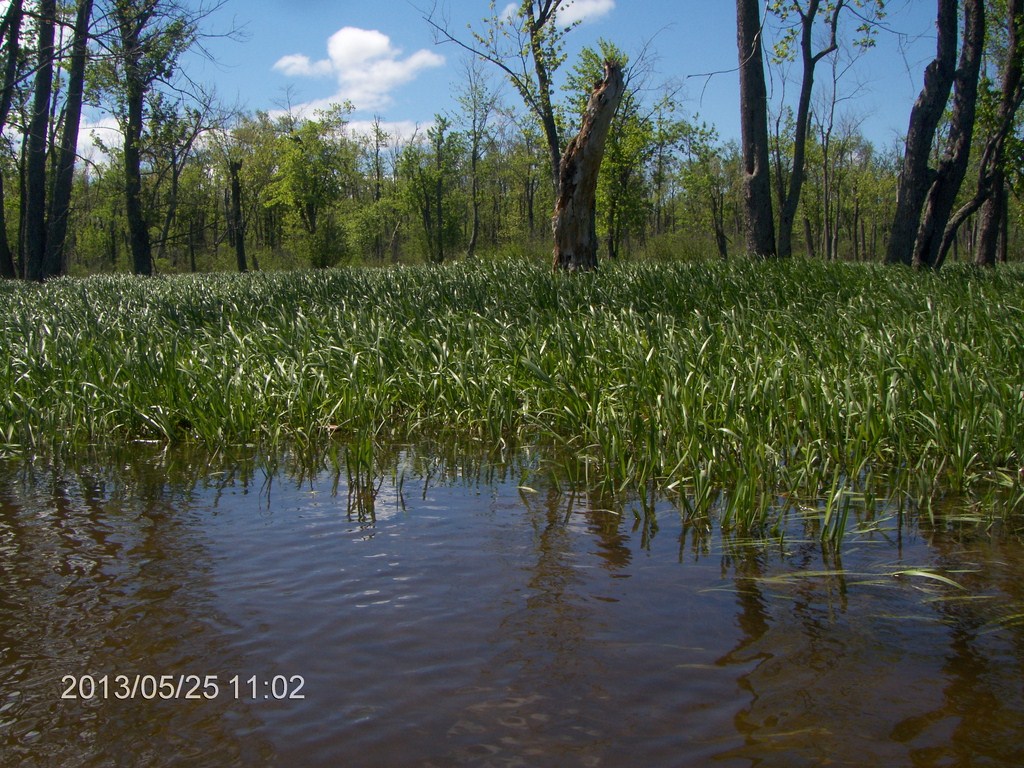Christopher Greaves MinesingWetlands_HPIM5738.JPG