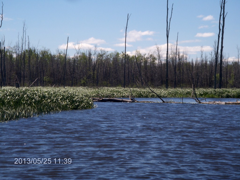 Christopher Greaves MinesingWetlands_HPIM5740.JPG