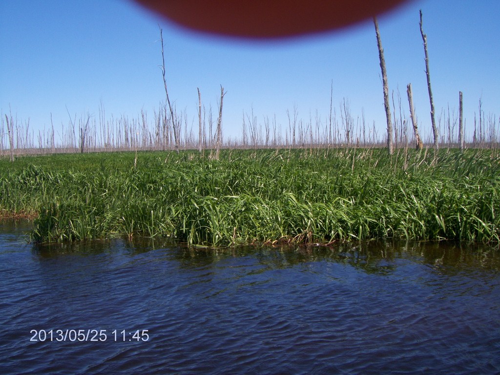 Christopher Greaves MinesingWetlands_HPIM5741.JPG