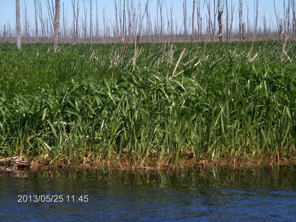 Christopher Greaves MinesingWetlands_HPIM5742.JPG