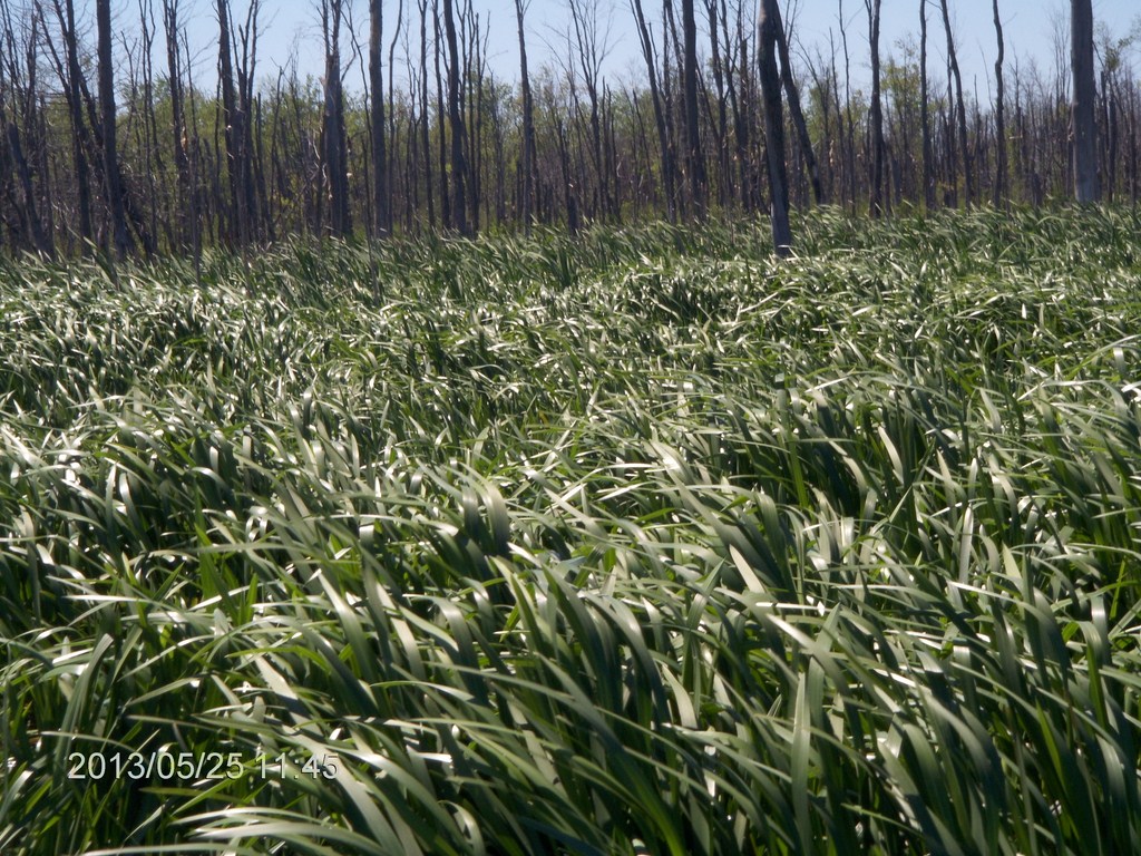 Christopher Greaves MinesingWetlands_HPIM5743.JPG