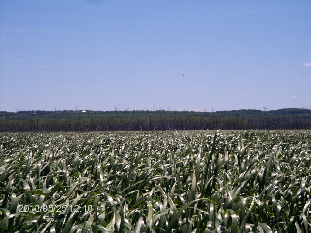 Christopher Greaves MinesingWetlands_HPIM5745.JPG