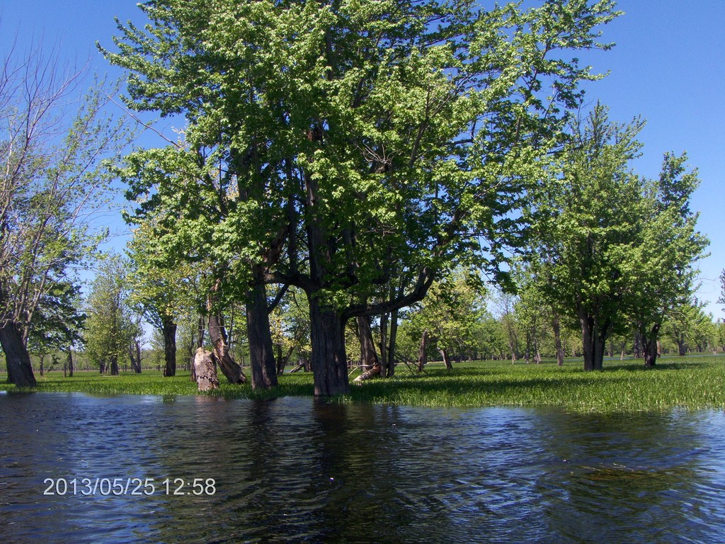 Christopher Greaves MinesingWetlands_HPIM5750.JPG