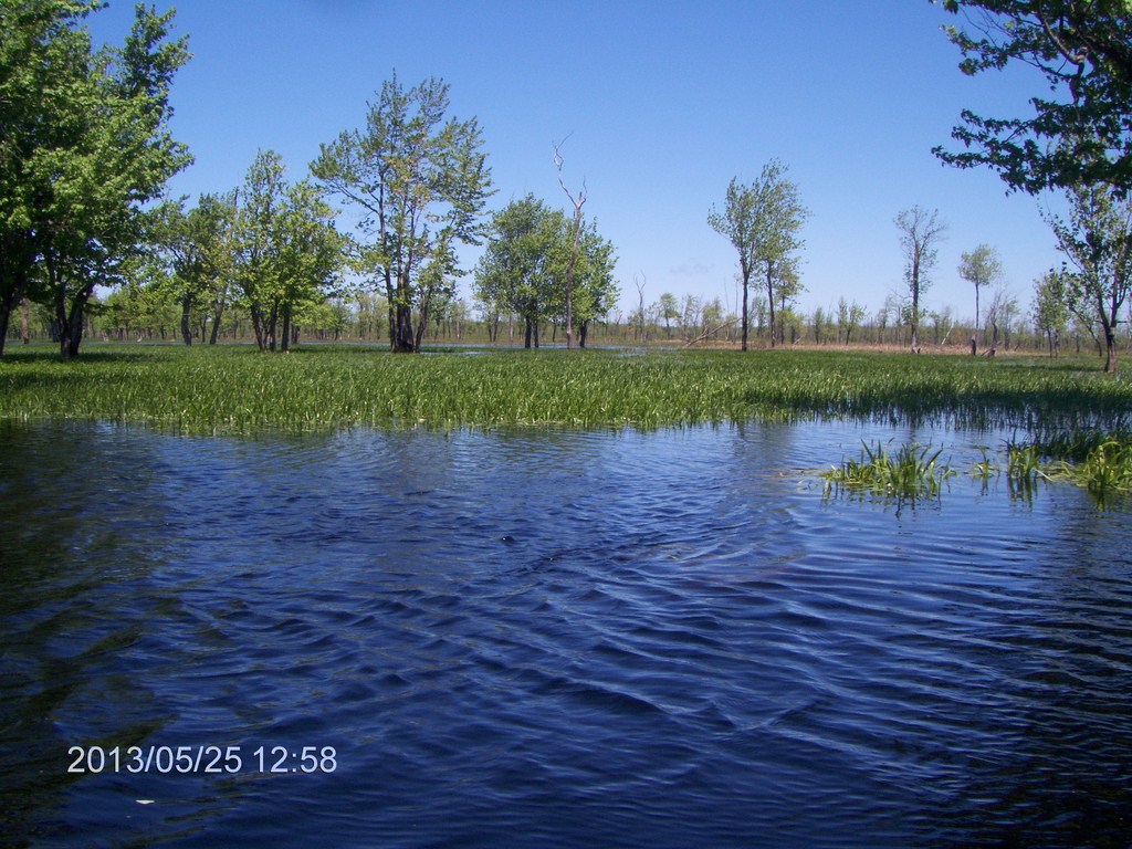 Christopher Greaves MinesingWetlands_HPIM5751.JPG