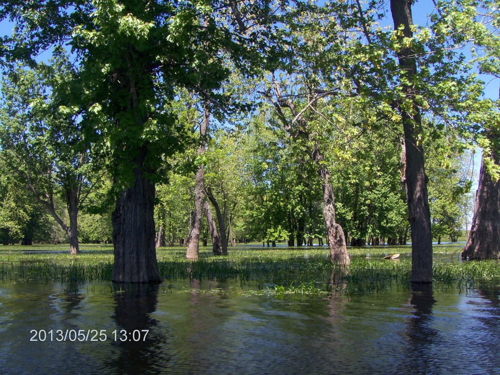 Christopher Greaves MinesingWetlands_HPIM5752.JPG