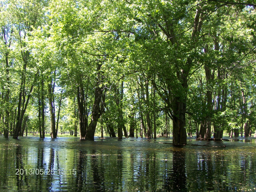 Christopher Greaves MinesingWetlands_HPIM5754.JPG