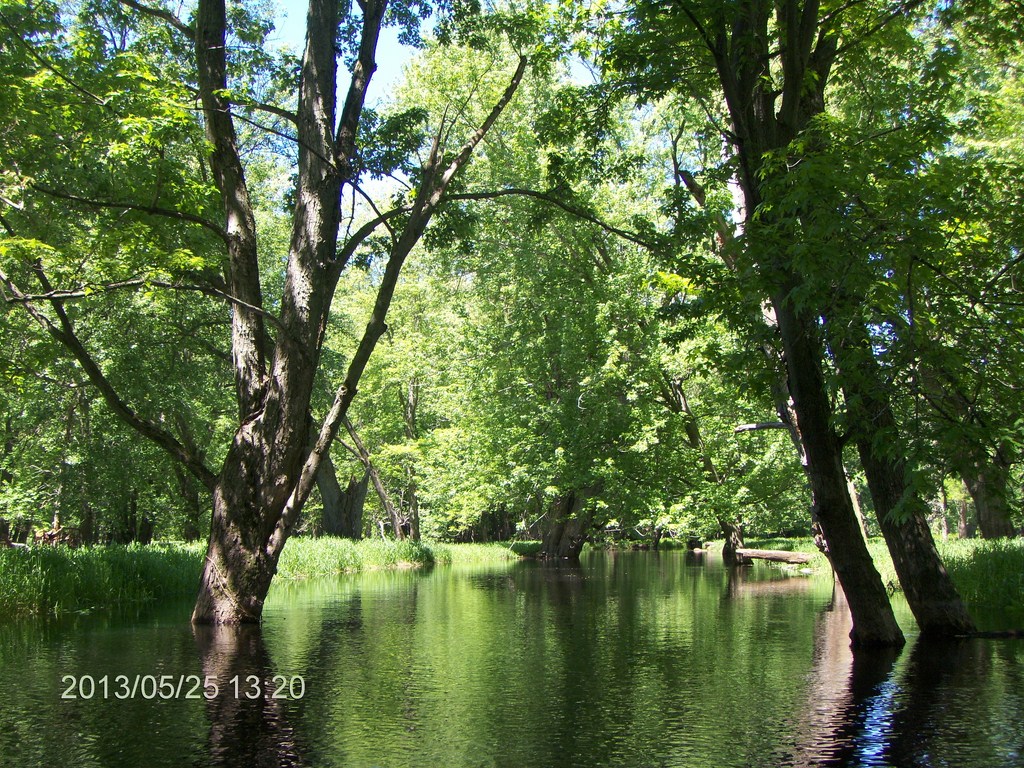 Christopher Greaves MinesingWetlands_HPIM5755.JPG