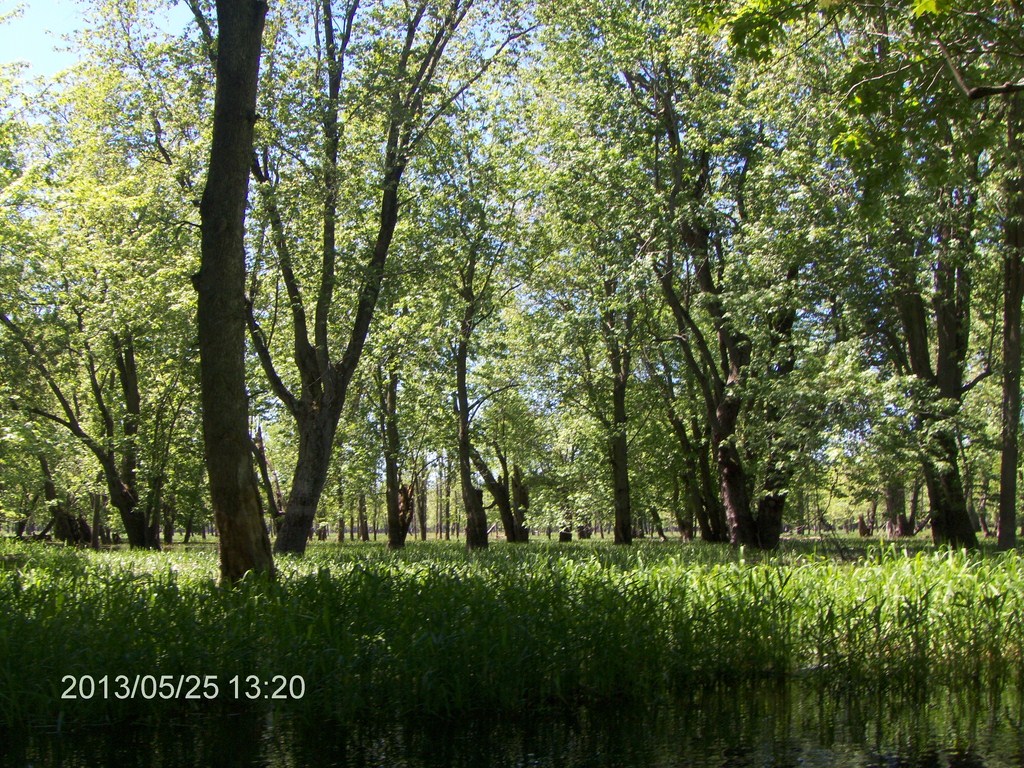 Christopher Greaves MinesingWetlands_HPIM5756.JPG