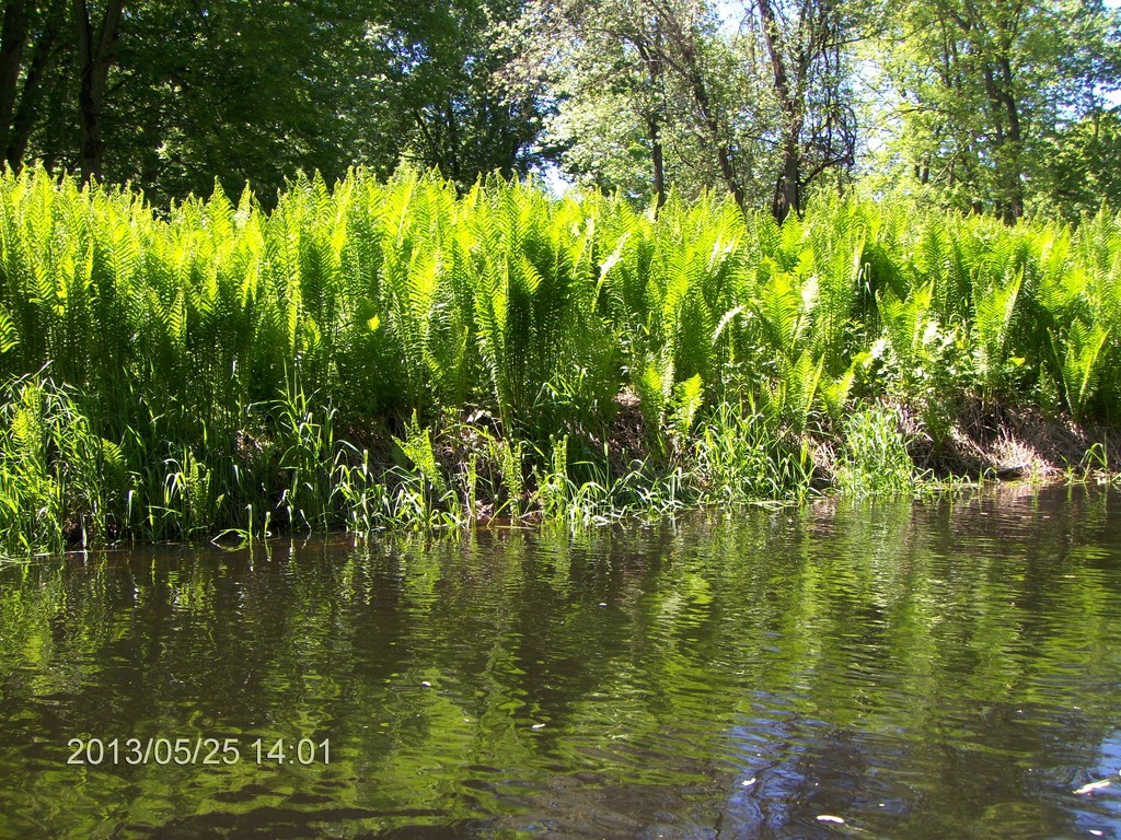 Christopher Greaves MinesingWetlands_HPIM5763.JPG