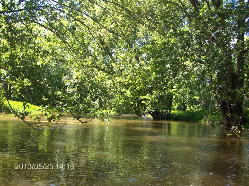 Christopher Greaves MinesingWetlands_HPIM5765.JPG