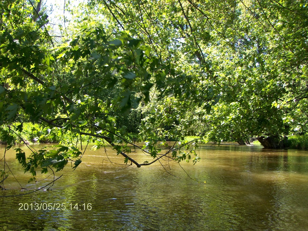 Christopher Greaves MinesingWetlands_HPIM5766.JPG